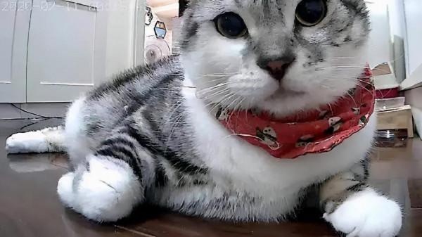 《養貓那些事兒》，笑不活了家人們