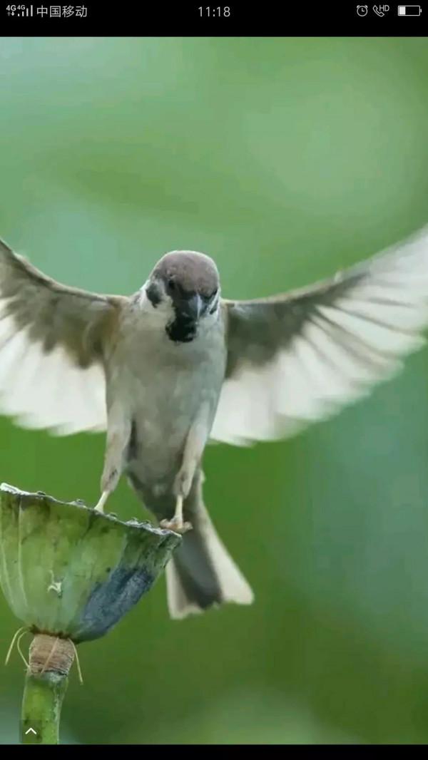 麻雀也是三級寶