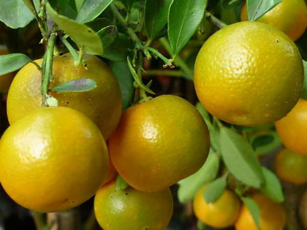 常吃金橘的好處有哪些？很多人或許並不瞭解，轉發給家人