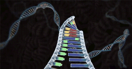 生物進化普遍選擇的是衰老，而不是永生，這究竟是為什麼？