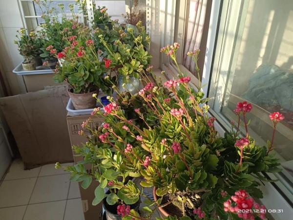 冬天才是賞花天啊