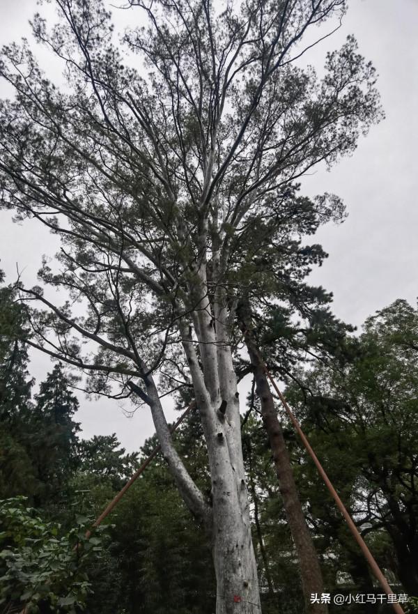 北京行記(十二)香山公園(上)——勤政殿、靜翠湖、大永安禪寺 北京行記(十二)香山公園(上)——勤政殿、靜翠湖、大永安禪寺