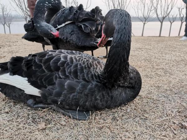 首次飛來的黑天鵝一點也不怕人 首次飛來的黑天鵝一點也不怕人