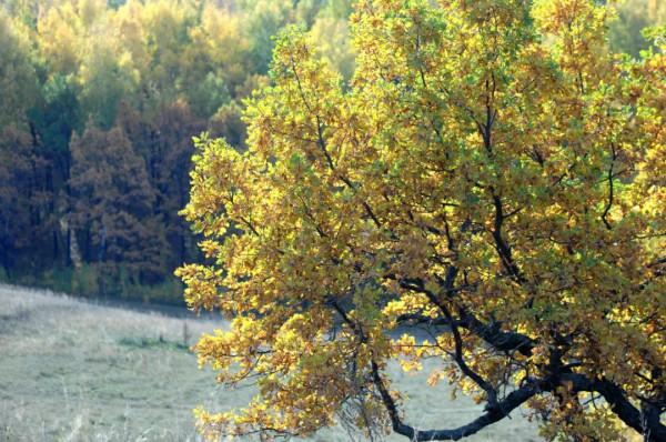 王維詩中的秋天，如詩如畫，美到骨子裡