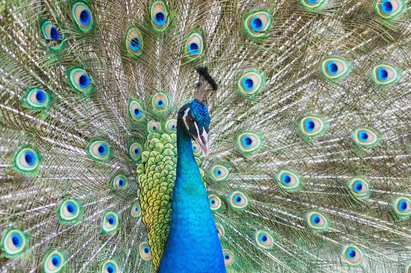 孔雀尾巴與詩之格律 孔雀尾巴與詩之格律