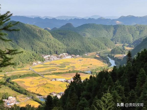 貴定臘利梯田黃了，農業觀光異常火爆