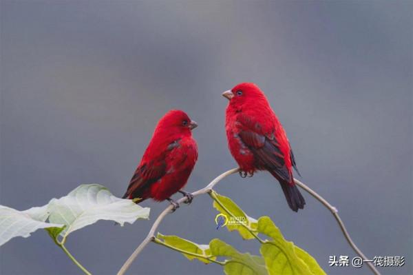 鳥兒美成雙。杭州翁劍敏/攝影 鳥兒美成雙。杭州翁劍敏/攝影