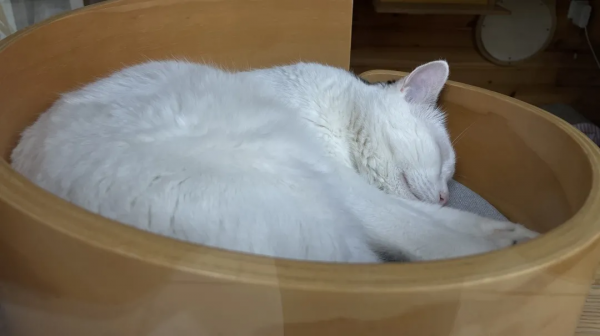 貓館長的人類行為模仿