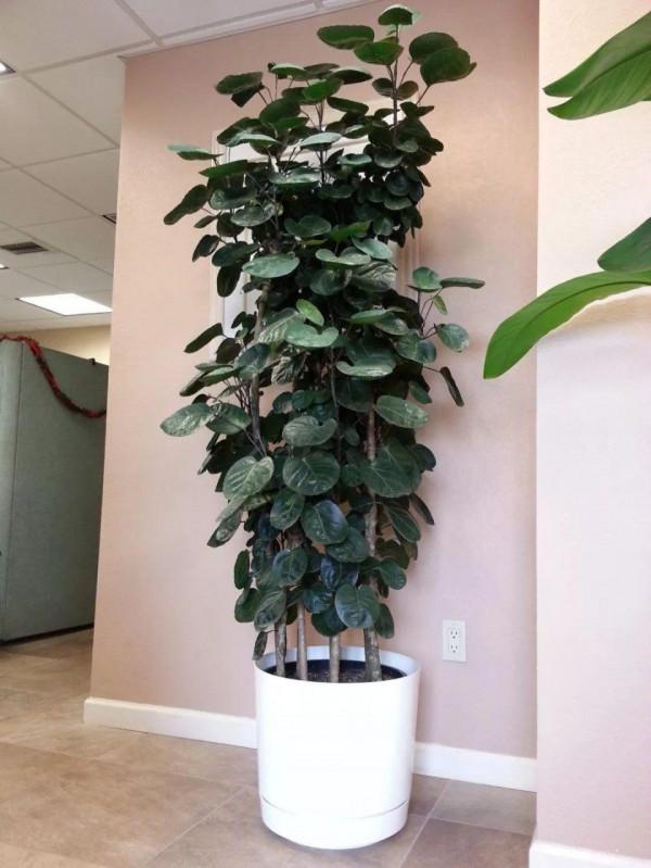 100種觀葉綠植,50種大型的,50種小型的,家裡沒有陽光也能養 100種觀葉綠植,50種大型的,50種小型的,家裡沒有陽光也能養