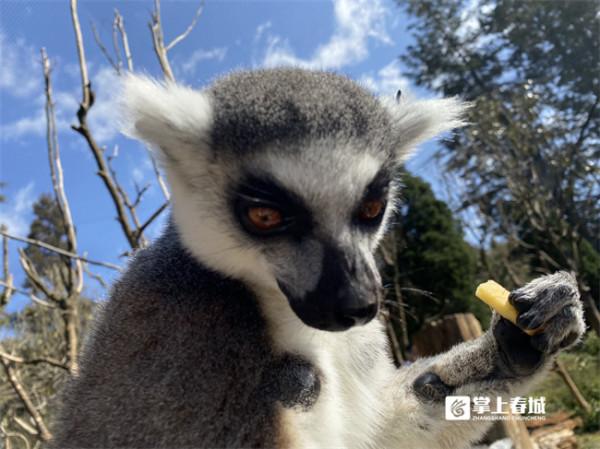 福虎迎新年 雲南野生動物園硬核&OpenCurlyDoubleQuote;年夜飯&rdquo;上菜啦