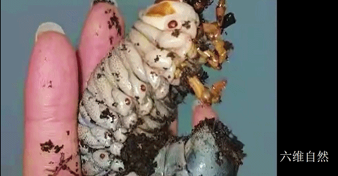 青城山發現兩隻陽彩臂金龜成蟲，還有隻巨型幼蟲，可它們不是家庭