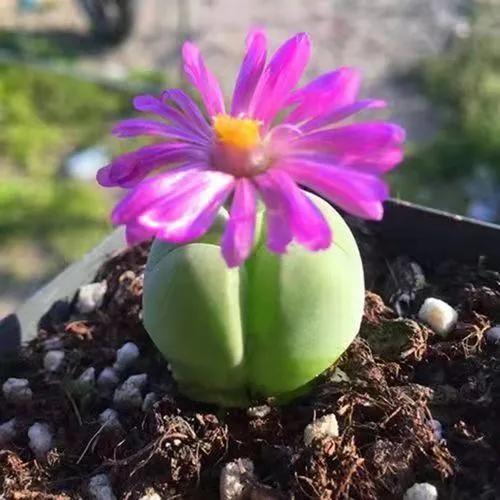 50種多肉開花欣賞，你養的開花了嗎？快來曬曬