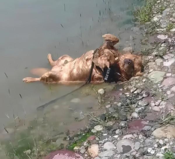 金毛躺在水裡一動不動,叫了也沒反應,湊近後:心是真的大呀 金毛躺在水裡一動不動,叫了也沒反應,湊近後:心是真的大呀