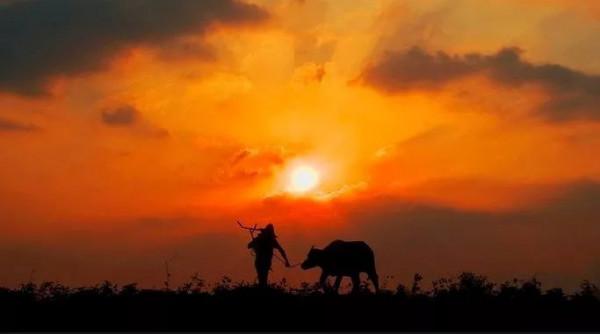 「散文」“牛事兒”散記