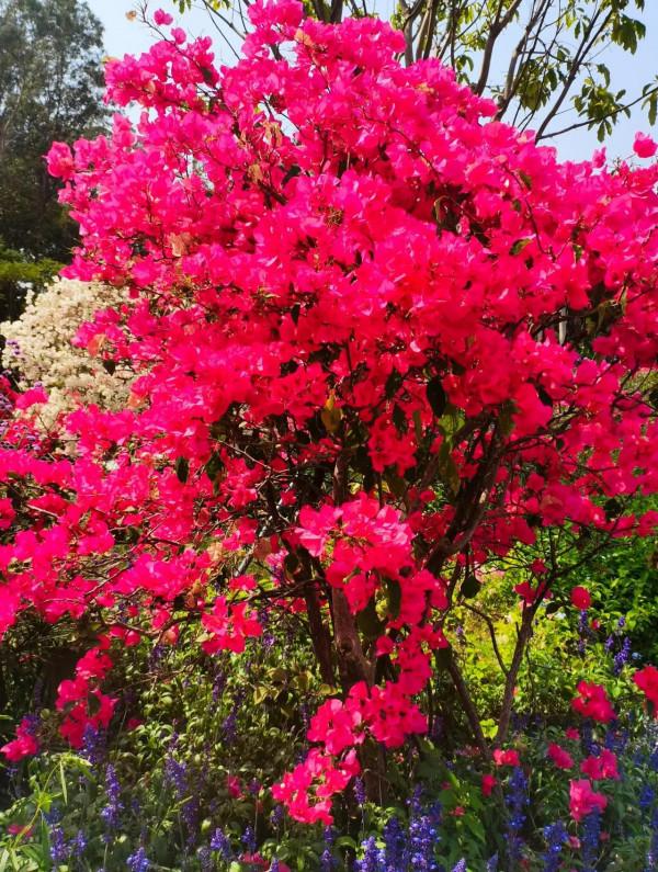 觀賞精品杜鵑 觀賞精品杜鵑