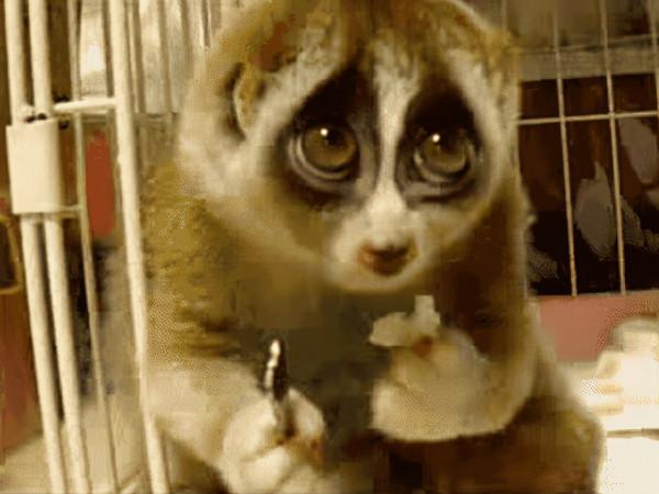 好聰明！雲南一蜂猴受傷跑到醫院“求治療”，為國家一級保護動物