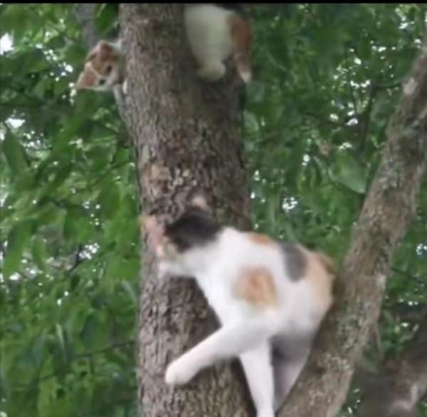 小貓被困樹上下不來,貓媽媽一臉惆悵:為什麼我的孩子下不來? 小貓被困樹上下不來,貓媽媽一臉惆悵:為什麼我的孩子下不來?