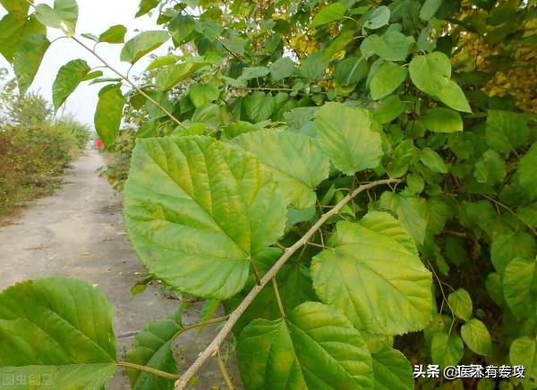 每天一味中藥－桑葉