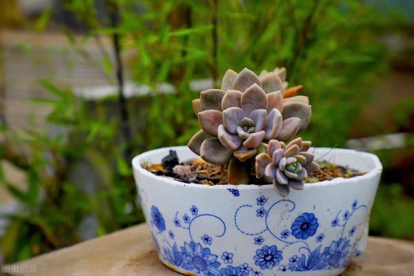 上色特快的6種多肉，秋天適當曬曬，就能“鶴立雞群”
