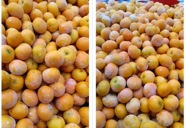 賣統果 PK 分批採,怎樣賣果更賺錢?為何有人說早賣划不來? 賣統果 PK 分批採,怎樣賣果更賺錢?為何有人說早賣划不來?