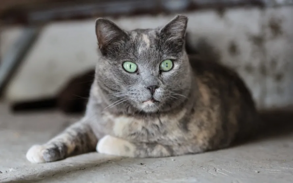 小貓,你好 小貓,你好