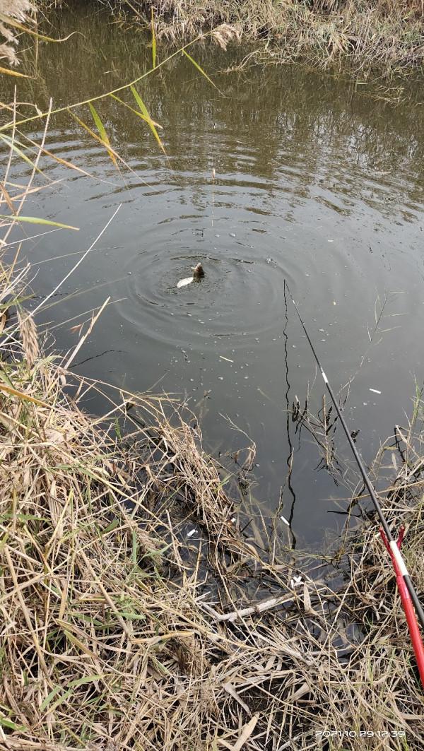 「十週年」野釣小河溝，大爺送鯽魚，這次終於找到了大爺的快樂