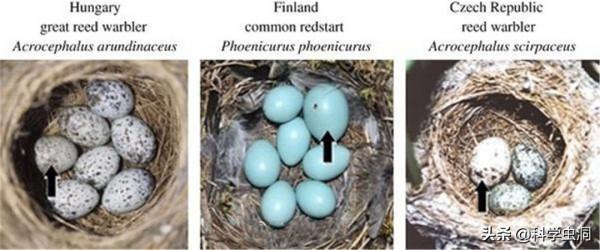當鳥類發現自己養了一隻杜鵑的雛鳥時,它們會是什麼反應? 當鳥類發現自己養了一隻杜鵑的雛鳥時,它們會是什麼反應?