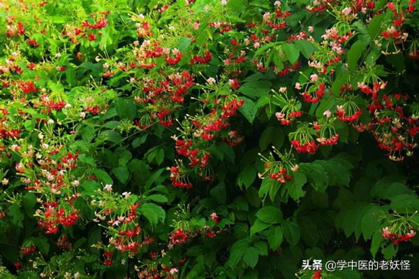 每天學習一味中藥——使君子 每天學習一味中藥——使君子