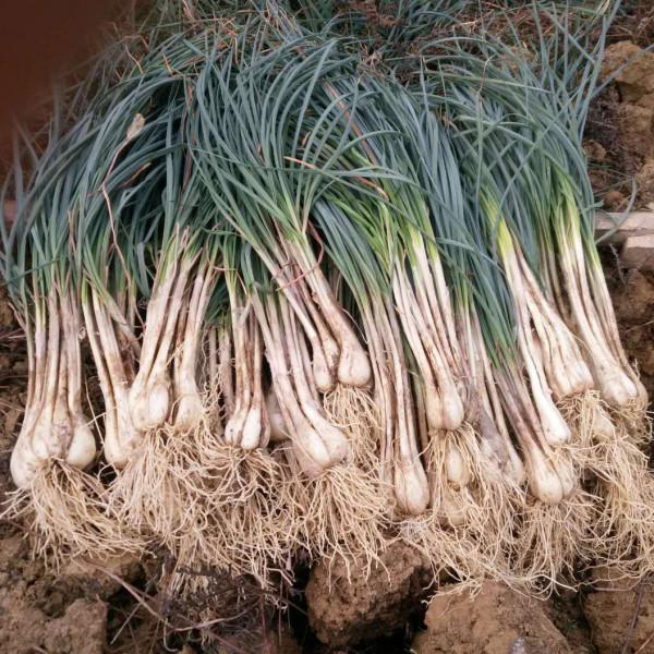 農村6種懶人蔬菜,簡單易種不打藥,種一次可以吃好幾年? 農村6種懶人蔬菜,簡單易種不打藥,種一次可以吃好幾年?