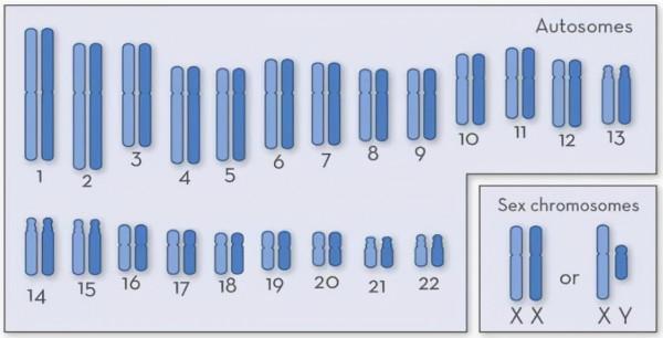 7000年前女人數量或比男人多17倍,究竟是什麼情況? 7000年前女人數量或比男人多17倍,究竟是什麼情況?