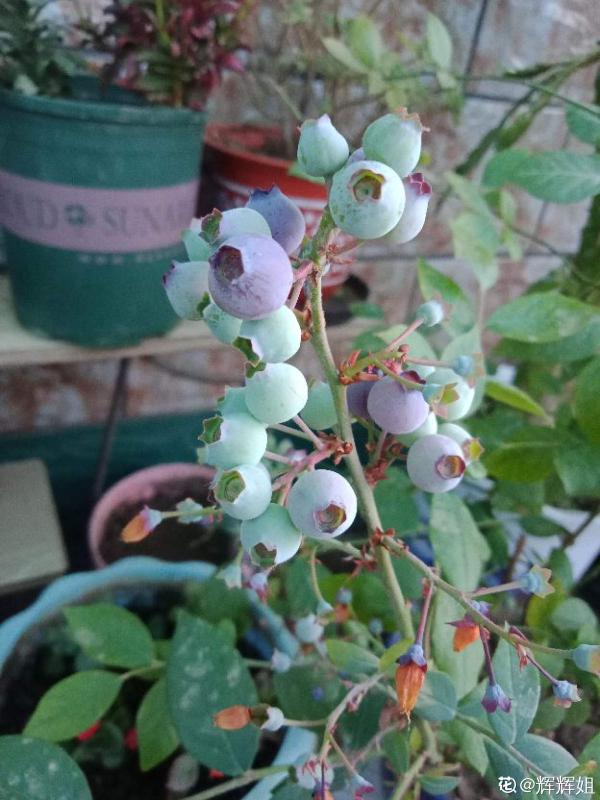 市面藍莓貴又小，別慌！曬曬太陽澆澆水，家裡也能盆栽藍莓