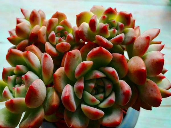 多肉病害不斷,除了通風不好之外,最大的原因是潮溼,要這樣解決 多肉病害不斷,除了通風不好之外,最大的原因是潮溼,要這樣解決