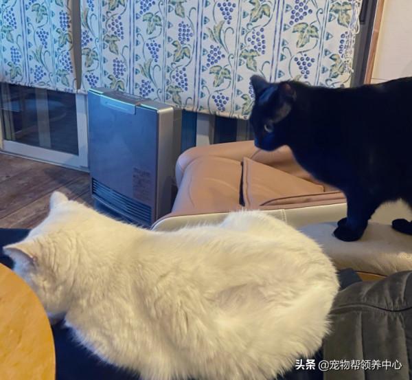 日本17歲高齡的貓咪剪指甲時委屈兮兮，感覺下一秒就要哭出來了