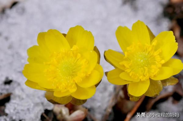 分享圖片-冰凌花