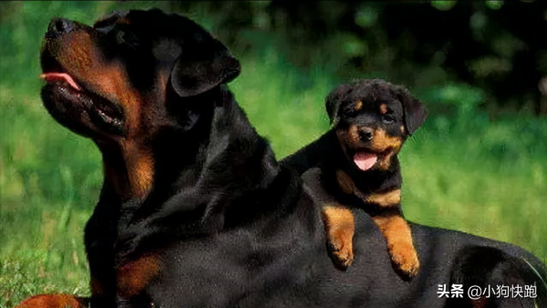 最“護主”的六種狗狗,保護主人已經是第一職責,真讓人欣慰 最“護主”的六種狗狗,保護主人已經是第一職責,真讓人欣慰