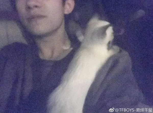 貓：“你們饞了半輩子的男人，被我吸了！”