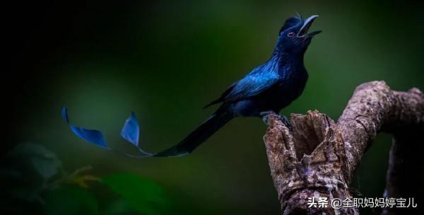 分享——40張極其少見的鳥