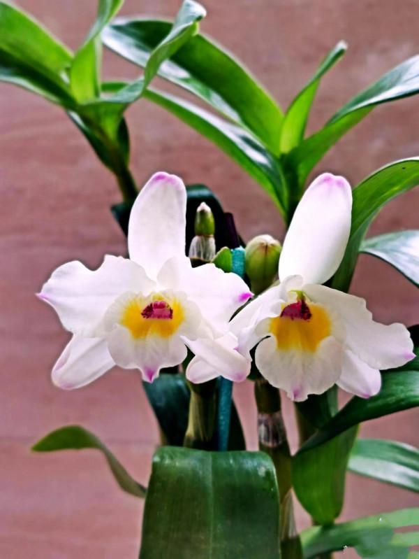 春石斛蘭花～花朵多彩，莖葉美麗；型態雍容華貴