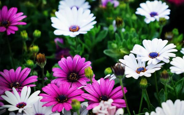 值得推薦《被討厭的勇氣》