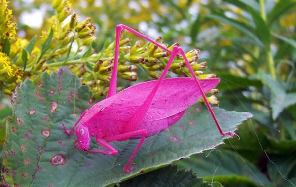 24種罕見顏色動物欣賞 24種罕見顏色動物欣賞