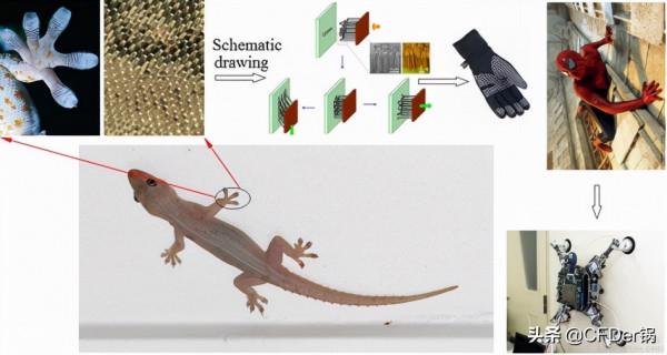 基於仿生表面的邊界層減阻研究假設及最新應用 基於仿生表面的邊界層減阻研究假設及最新應用
