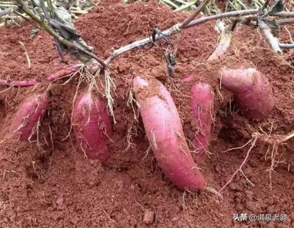 紅薯高產配置密度的“訣巧”