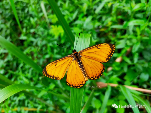 我的自然記錄•蝴蝶（2）