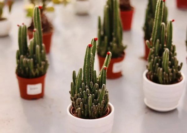 我們的節日 &vert; 給你的年味錦上添&OpenCurlyDoubleQuote;花&rdquo;！