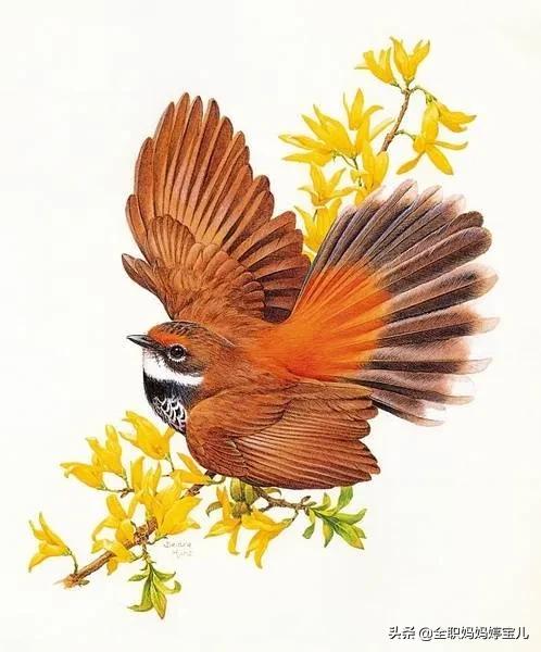 分享——栩栩如生的水彩鳥兒圖