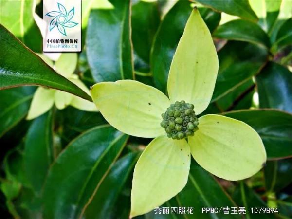 四照花～春有亮葉，夏花如蝶，秋有紅葉紅果，極具觀賞價值