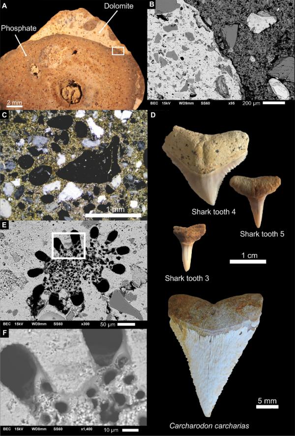 首次對軟組織化石進行U-Pb定年——古生物定年的新方法