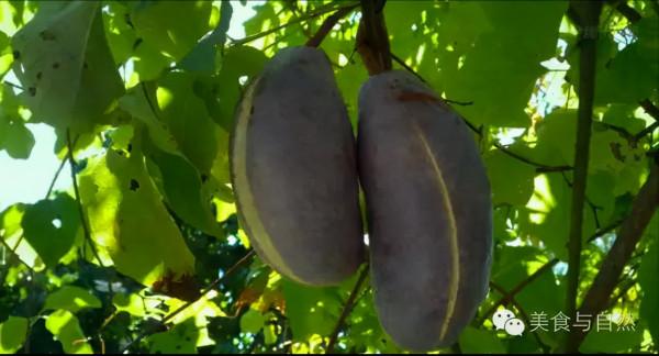 走進小森林之秋季篇