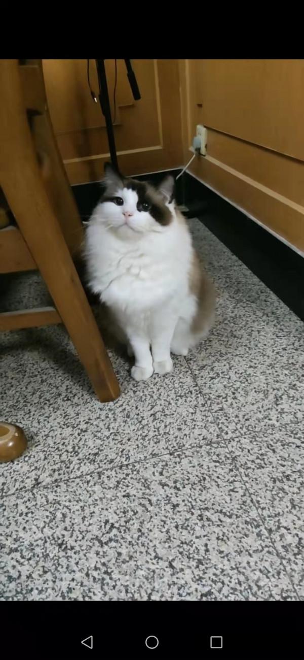 兩個貓星人的愛恨情仇