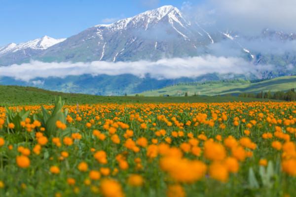 多少人的夢想!湖南姑娘用5年,在新疆禾木打造了個絕美花園 多少人的夢想!湖南姑娘用5年,在新疆禾木打造了個絕美花園